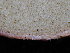  (Rhizopogon sordidus - FDS-CA-04997)  @11 [ ] by (2024) Justin Paulin Fungal Diversity Survey
