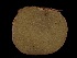  ( - FDS-CA-04997)  @11 [ ] by (2024) Justin Paulin Fungal Diversity Survey