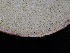  ( - FDS-CA-04997)  @11 [ ] by (2024) Justin Paulin Fungal Diversity Survey