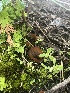  ( - FDS-CA-04826)  @11 [ ] by-nc (2024) Dean Lyons Fungal Diversity Survey