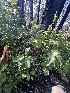  ( - FDS-CA-04826)  @11 [ ] by-nc (2024) Dean Lyons Fungal Diversity Survey