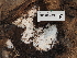  ( - FDS-CA-05931)  @11 [ ] by-nc (2024) Fresno Mycology Society Fungal Diversity Survey