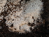  ( - FDS-CA-05931)  @11 [ ] by-nc (2024) Fresno Mycology Society Fungal Diversity Survey