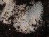  ( - FDS-CA-05931)  @11 [ ] by-nc (2024) Fresno Mycology Society Fungal Diversity Survey