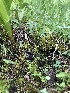  ( - FDS-CA-05002)  @11 [ ] by (2024) Justin Paulin Fungal Diversity Survey