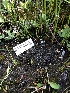  ( - FDS-CA-05029)  @11 [ ] by (2024) Justin Paulin Fungal Diversity Survey