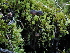 ( - FDS-CA-05002)  @11 [ ] by (2024) Justin Paulin Fungal Diversity Survey
