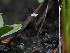  ( - FDS-CA-05029)  @11 [ ] by (2024) Justin Paulin Fungal Diversity Survey