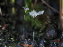  ( - FDS-CA-05029)  @11 [ ] by (2024) Justin Paulin Fungal Diversity Survey