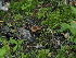  ( - FDS-CA-05028)  @11 [ ] by (2024) Justin Paulin Fungal Diversity Survey