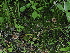  ( - FDS-CA-05028)  @11 [ ] by (2024) Justin Paulin Fungal Diversity Survey