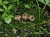  ( - FDS-CA-05028)  @11 [ ] by (2024) Justin Paulin Fungal Diversity Survey