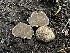  (Rhizopogon sp. subbadius-CA01 - FDS-CA-04816)  @11 [ ] by-nc (2024) Dean Lyons Fungal Diversity Survey