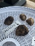  ( - FDS-CA-04816)  @11 [ ] by-nc (2024) Dean Lyons Fungal Diversity Survey