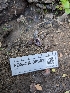  (Peziza sp. CA14 - FDS-CA-06803)  @11 [ ] by-nc (2024) Stu Pickell Fungal Diversity Survey