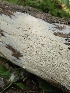  (Hypochnicium sp. CA01 - FDS-CA-05148)  @11 [ ] by (2024) Mandy Hackney Fungal Diversity Survey