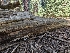  ( - FDS-CA-06824)  @11 [ ] by-nc (2024) Stu Pickell Fungal Diversity Survey