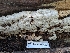  ( - FDS-CA-06824)  @11 [ ] by-nc (2024) Stu Pickell Fungal Diversity Survey