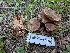  ( - FDS-CA-06825)  @11 [ ] by-nc (2024) Stu Pickell Fungal Diversity Survey