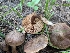  ( - FDS-CA-06825)  @11 [ ] by-nc (2024) Stu Pickell Fungal Diversity Survey