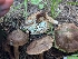  ( - FDS-CA-06825)  @11 [ ] by-nc (2024) Stu Pickell Fungal Diversity Survey