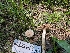  ( - FDS-CA-06826)  @11 [ ] by-nc (2024) Stu Pickell Fungal Diversity Survey