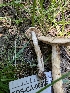  ( - FDS-CA-06826)  @11 [ ] by-nc (2024) Stu Pickell Fungal Diversity Survey