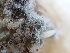  (Penicillium spathulatum - FDS-CA-02445)  @11 [ ] by-nc (2024) Jaren Hockert Fungal Diversity Survey