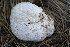  ( - FDS-CA-05397)  @11 [ ] by-nc (2024) Unspecified Fungal Diversity Survey
