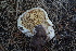 ( - FDS-CA-05397)  @11 [ ] by-nc (2024) Unspecified Fungal Diversity Survey