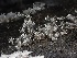  ( - FDS-CA-04990)  @11 [ ] c (2024) Rudy Diaz Fungal Diversity Survey