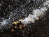  ( - FDS-CA-04990)  @11 [ ] c (2024) Rudy Diaz Fungal Diversity Survey