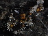  ( - FDS-CA-04990)  @11 [ ] c (2024) Rudy Diaz Fungal Diversity Survey