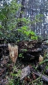  ( - HAY-F-001495)  @11 [ ] c (2023) Michelle C. Torres-Grant Fungal Diversity Survey