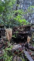  ( - HAY-F-001495)  @11 [ ] c (2023) Michelle C. Torres-Grant Fungal Diversity Survey