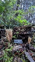  ( - HAY-F-001495)  @11 [ ] c (2023) Michelle C. Torres-Grant Fungal Diversity Survey