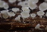  ( - HAY-F-000260)  @11 [ ] cc-by-nc (2023) Damon Tighe FunDiS