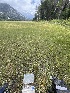  ( - FDS-CA-04812)  @11 [ ] by-nc (2024) Dean Lyons Fungal Diversity Survey