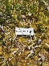  ( - FDS-CA-04811)  @11 [ ] by-nc (2024) Dean Lyons Fungal Diversity Survey