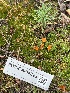 ( - FDS-CA-04823)  @11 [ ] by-nc (2024) Dean Lyons Fungal Diversity Survey