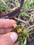  ( - FDS-CA-04823)  @11 [ ] by-nc (2024) Dean Lyons Fungal Diversity Survey