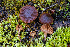  ( - FDS-CA-00251)  @11 [ ] by-nc (2024) Dean Lyons Fungal Diversity Survey