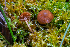  ( - FDS-CA-04812)  @11 [ ] by-nc (2024) Dean Lyons Fungal Diversity Survey