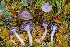  ( - FDS-CA-04811)  @11 [ ] by-nc (2024) Dean Lyons Fungal Diversity Survey
