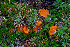  (Neottiella sp. CA01 - FDS-CA-04823)  @11 [ ] by-nc (2024) Dean Lyons Fungal Diversity Survey