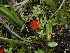  ( - FDS-CA-05031)  @11 [ ] by (2024) Justin Paulin Fungal Diversity Survey