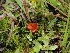  ( - FDS-CA-05031)  @11 [ ] by (2024) Justin Paulin Fungal Diversity Survey