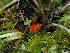  ( - FDS-CA-05031)  @11 [ ] by (2024) Justin Paulin Fungal Diversity Survey