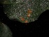  ( - FDS-CA-05024)  @11 [ ] by (2024) Justin Paulin Fungal Diversity Survey