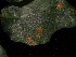  ( - FDS-CA-05024)  @11 [ ] by (2024) Justin Paulin Fungal Diversity Survey